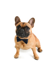 Cute French bulldog with bowtie on white background