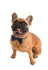 Cute French bulldog with bowtie on white background
