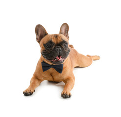 Obraz premium Cute French bulldog with bowtie on white background