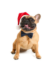 Obraz premium Cute French bulldog in Santa hat on white background