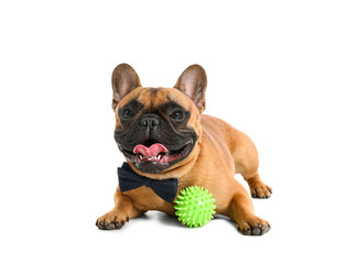 Cute French bulldog with toy ball on white background