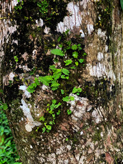 tree wood trunk texture, close-up