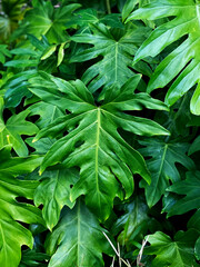 Tropical leaves in nature, close-up
