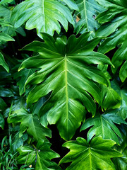 Tropical leaves in nature, close-up