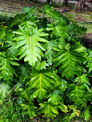 Tropical leaves in nature, close-up