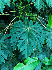Tropical leaves in nature, close-up
