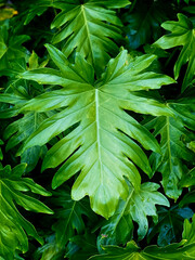 Tropical leaves in nature, close-up