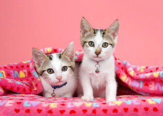 Two adorable white and tan tabby kittens wearing collars with bells peeking out from under a pink blanket with LOVE written on it, looking directly at viewer. Pink background.