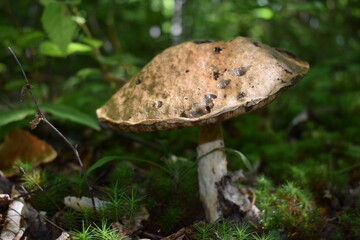 mushrooms in the forest