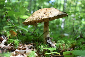 mushrooms in the forest