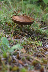 mushroom in the grass