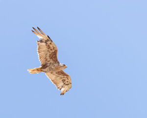 A ferruginous hawk in flight, Wyoming.