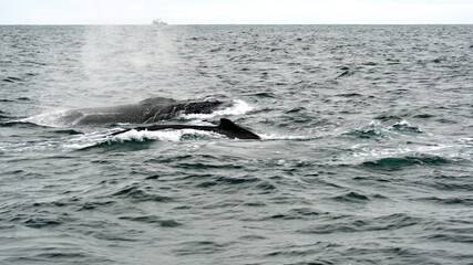 Obraz premium Humpback whales in Machalilla National Park, off the coast of Puerto Lopez, Ecuador