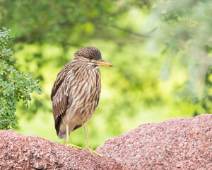 A young black-crowned night heron stares from his rock perch.