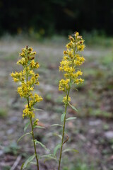 flowers in the forest