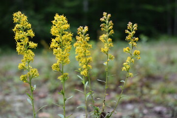 Obraz premium yellow flowers in spring