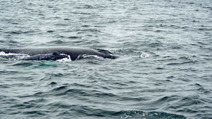 Blow hole of a humpback whale in Machalilla National Park, off the coast of Puerto Lopez, Ecuador