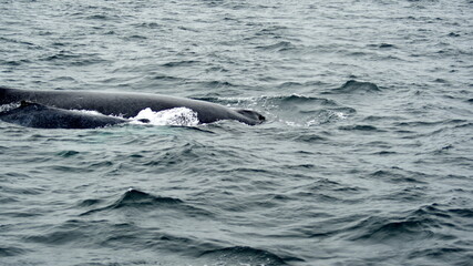 Fototapeta premium Blow hole of a humpback whale in Machalilla National Park, off the coast of Puerto Lopez, Ecuador