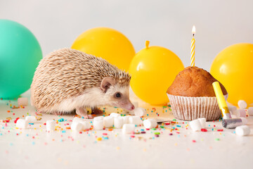 Cute hedgehog with air balloons, marshmallows and muffin on light background © Pixel-Shot