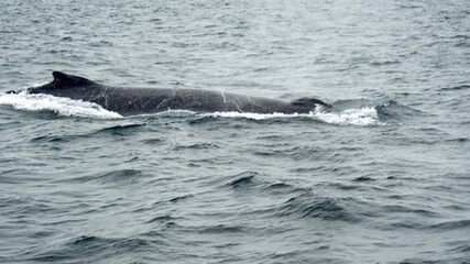 Fototapeta premium Blow hole of a humpback whale in Machalilla National Park, off the coast of Puerto Lopez, Ecuador