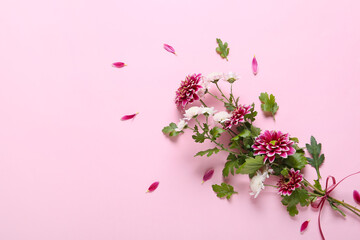 Beautiful chrysanthemum flowers on pink background