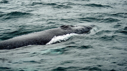 Blow hole of a humpback whale in Machalilla National Park, off the coast of Puerto Lopez, Ecuador