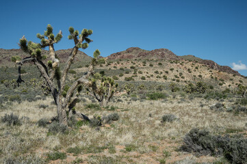 Joshua Tree in desert landscape of the Mohave National Preserve in California