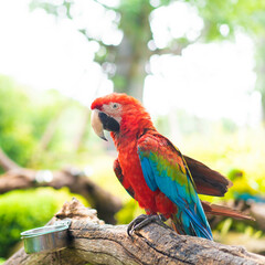 Scarlet parrot macaw.Parrot bird in brazil.close up macaw red and blue in rio de janeiro.Amazon animal in nature on tree.Colorful exotic wildlife bird in jungle in brazil.Colorful parrot tropical.