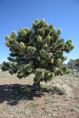 Joshua Tree blooming in Mohave National Preserve