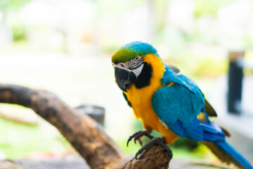 Blue-and-yellow macaw.Parrot bird in brazil.close up macaw blue and gold in rio de janeiro.Amazon animal in nature on tree.Colorful exotic wildlife bird in jungle in brazil.Colorful parrot tropical.