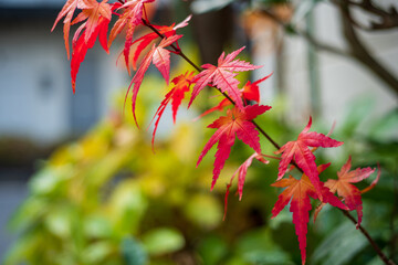 最後の紅葉