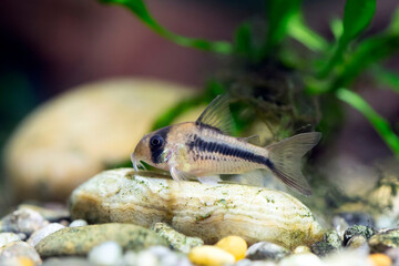 Corydoras axelrodi