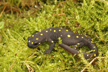 Closeup on a colorful, rare, endangered terrestrial adult Anatolian spotted newt, Neurergus strauchii