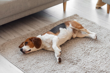 Fototapeta na wymiar Cute Beagle dog lying on soft carpet