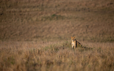 Naklejka premium A lion in the Maasai Mara, Africa 