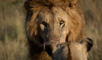 A lion in the Maasai Mara, Africa 
