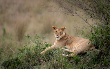 Naklejka premium A lion in the Maasai Mara, Africa 