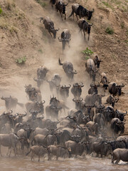 Obraz premium The Great Wildebeest Migration in the Maasai Mara, Africa 