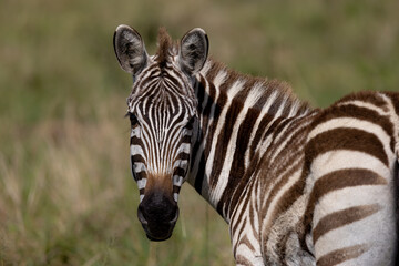 Fototapeta na wymiar Zebra in the Maasai Mara, Africa 