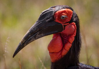 Ground hornbill in the Maasai Mara, Africa  © Harry Collins