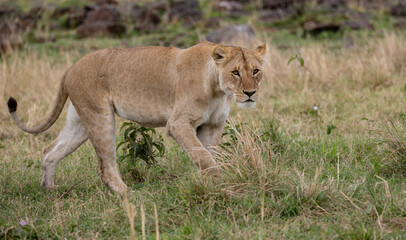 Fototapeta na wymiar A lion in the Maasai Mara, Africa 