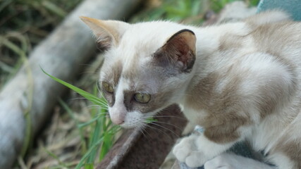 Kitten looking for food on the balcony