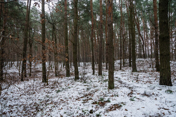 zima, las zimą, drzewa w śniegu,  - obrazy, fototapety, plakaty