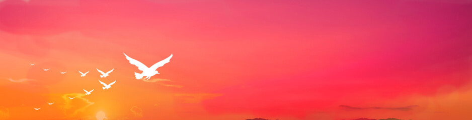 White bird flying gracefully, on sunset background, freedom life concept. © Mohwet