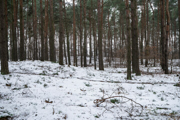 zima, las zimą, drzewa w śniegu,  - obrazy, fototapety, plakaty