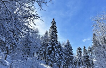 Snow-covered trees under a blue sky in Big Bear, California