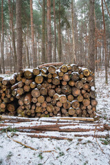 drewno, ścięte drzewa, ścięte drzewa ułożone w lesie, ścięte drzewa zimą, las zimą, drzewo na opał