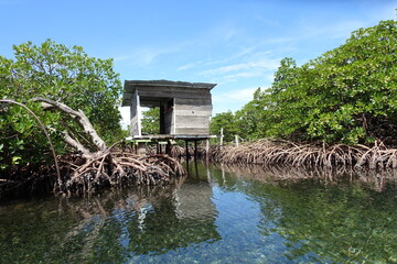 Panama Bastimentos Island - Cayo Coral Island Coastline with Mangroves trees