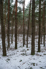 zima, las zimą, drzewa w śniegu, 