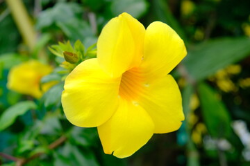 Panama Boquete -Sendero Culebra Hiking area - Pipeline Trail hiking path yellow Allamanda